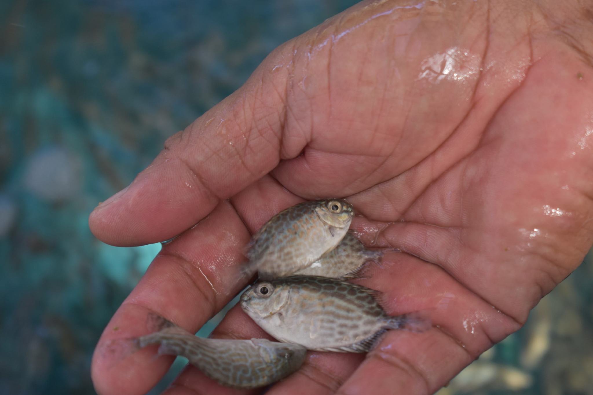 Rabbit fish held in a hand.