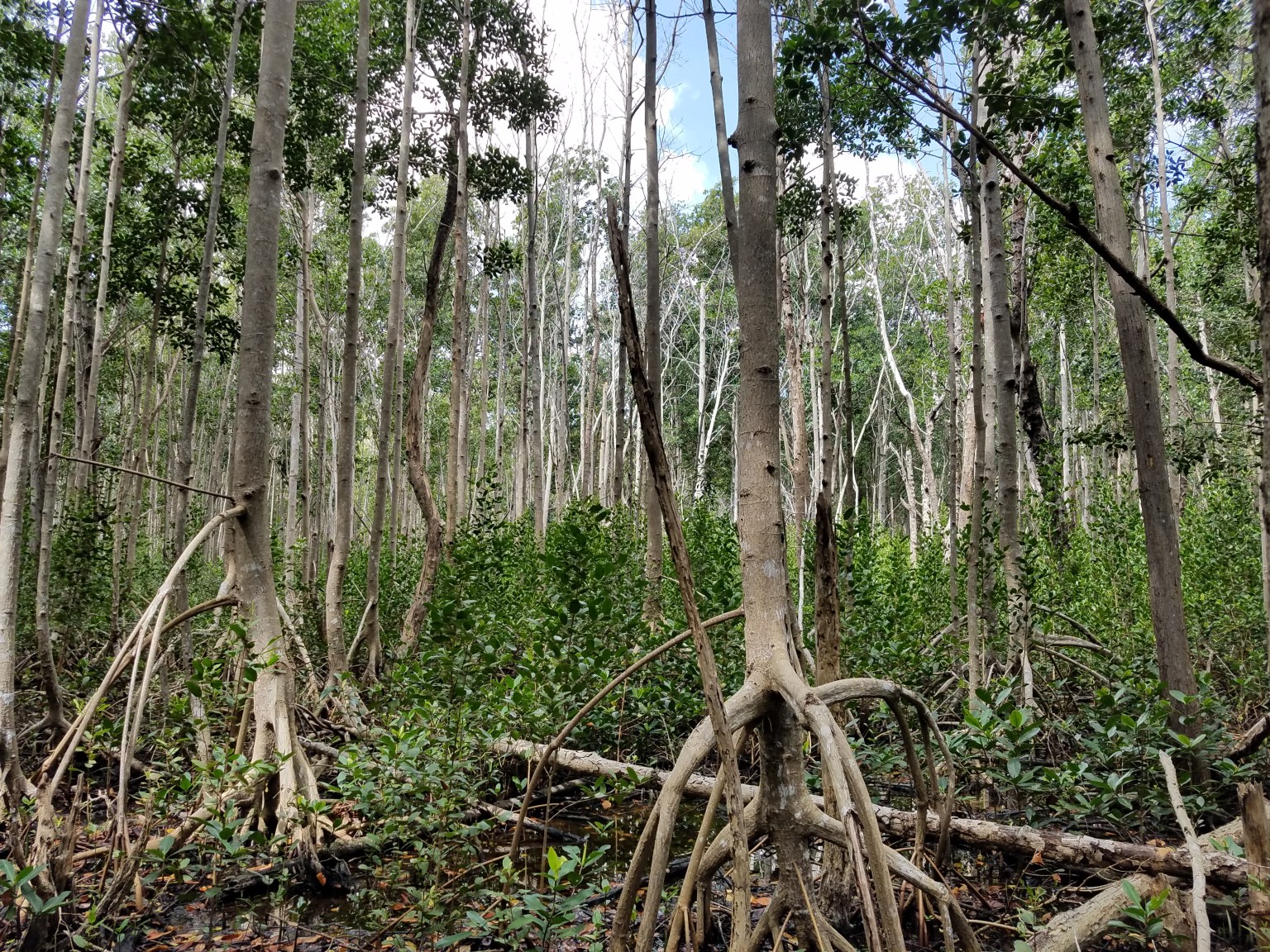 A photo of a mangrove forest in the Everglades, with many tall, slim tree trunks extending out to the horizon. The ground is wet and covered with tall, leafy plants. The mangrove trees' roots are visible above the ground like tent frames.