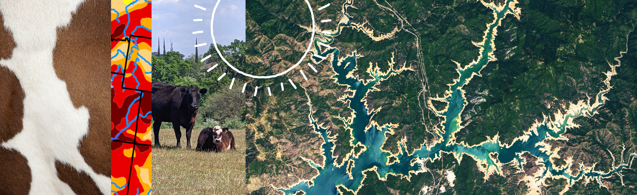 Graphic with four images side by side. The first is a close up of a cow's brown and white spotter fur. The next is a tiny sliver of a drought monitor map, with dark red indicating heavy drought. The next is a few cattle standing in a field. The last is a satellite image of a reservoir.