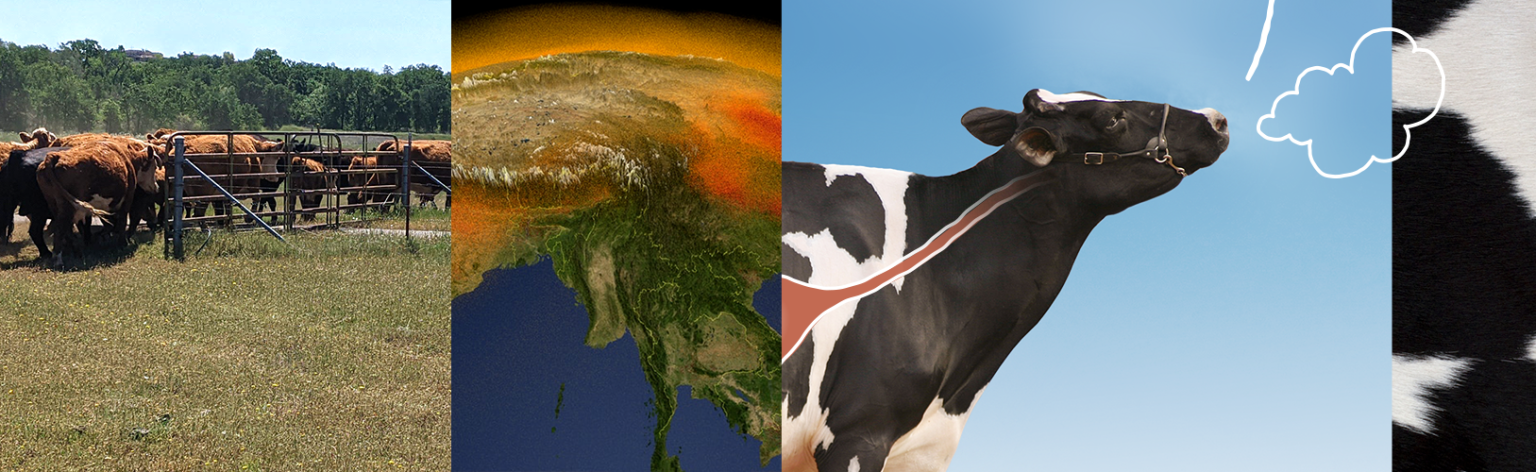 Banner image showing a panel of cows in a field, a data visualization of methane in the atmosphere over Asia, a cow burping a conceptual line drawing of methane, and a close up of a cow's black and white pattern.