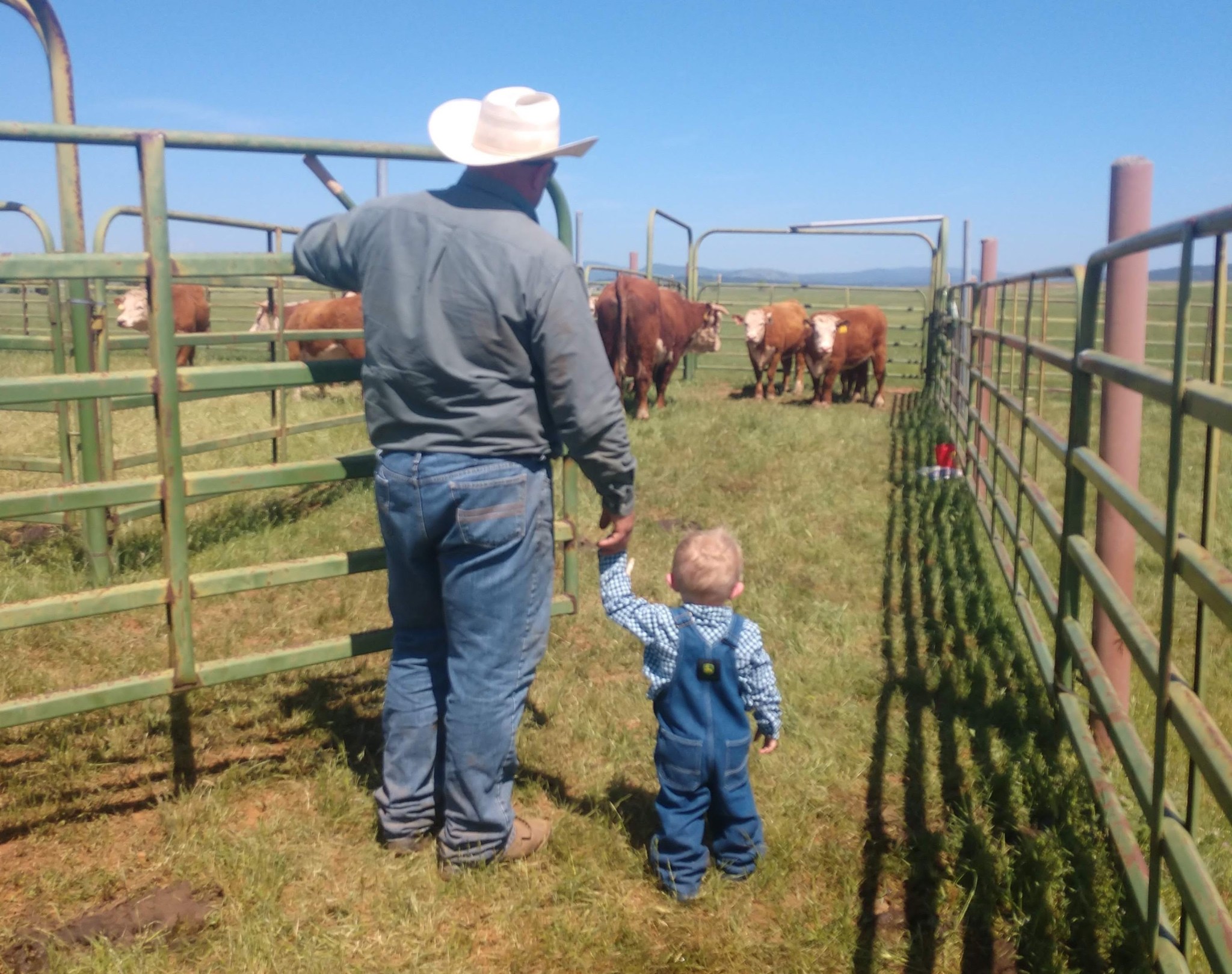 A man in a cowboy hat, jeans, and a button down shirt stands at the end of a cattle corral, facing away from the camera. He is holding hands with a young child wearing overalls and a button down shirt. They are both looking at some cows further down in the corral.
