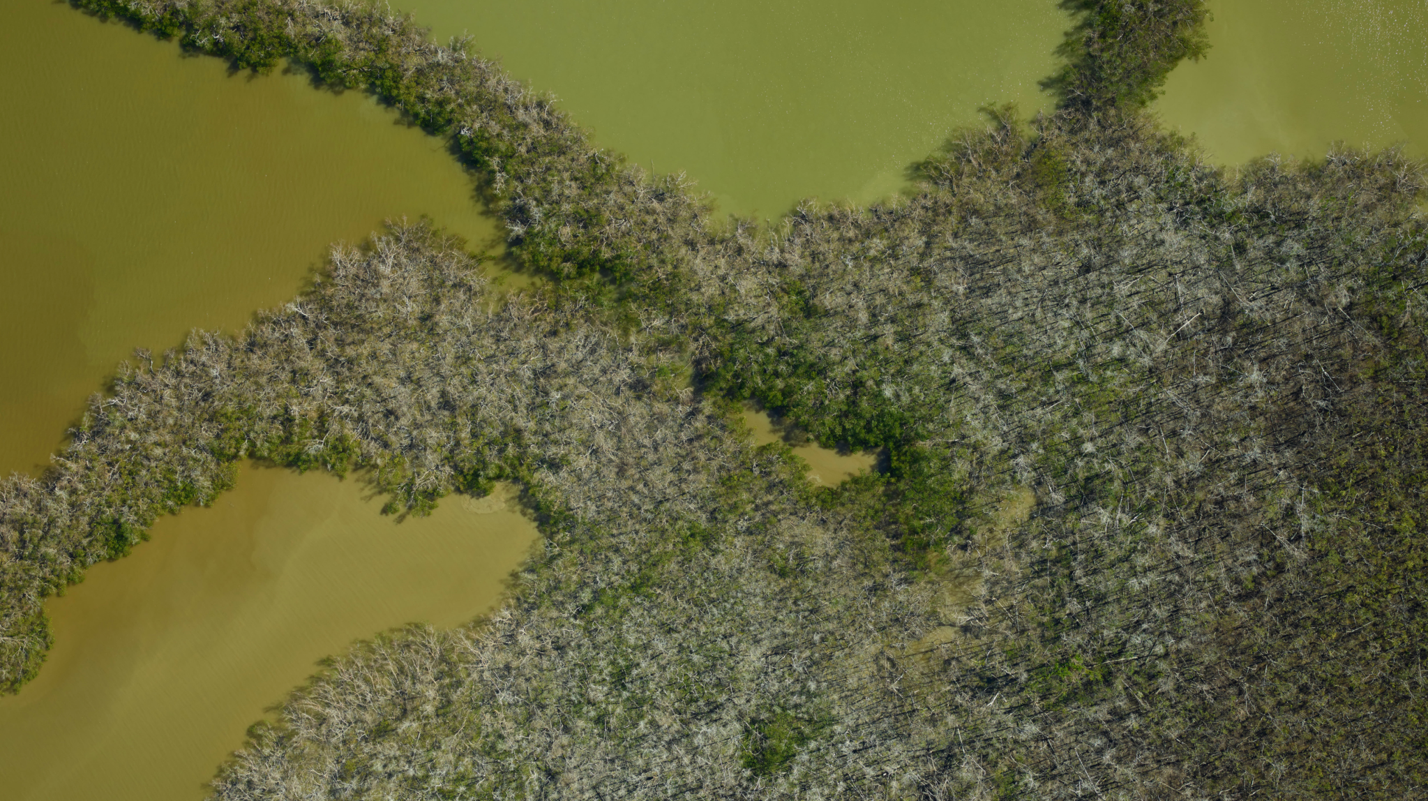 An aerial photo of mangrove forests in the Everglades after a hurricane. The forested land covers most of the center and lower right of the image, with three thin land bridges extending to the top, upper left, and lower left, a bit like starfish arms. The forests themselves appear dry and deadened in shades of gray-brown. The water surrounding the land is opaque greenish-yellow.