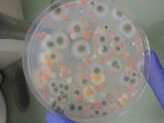 A petri dish contains colonies of fungi grown