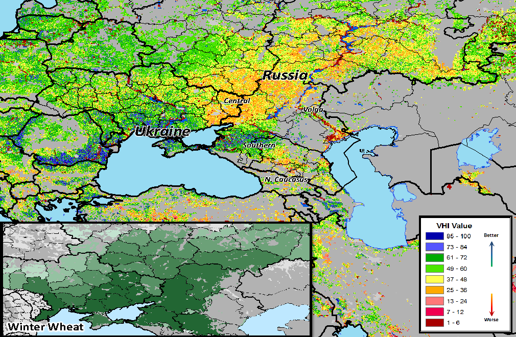 Winter wheat in Russia from May 2021