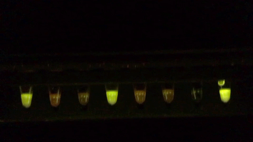 moving image of fluorescent dye in genes lighting up