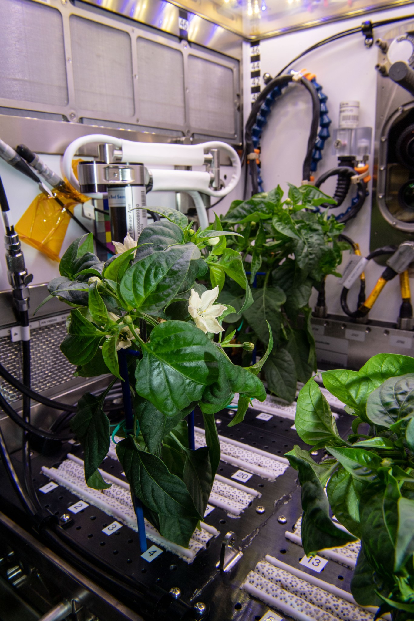 Pepper plants on the Advanced Plant Habitat aboard the International Space Station