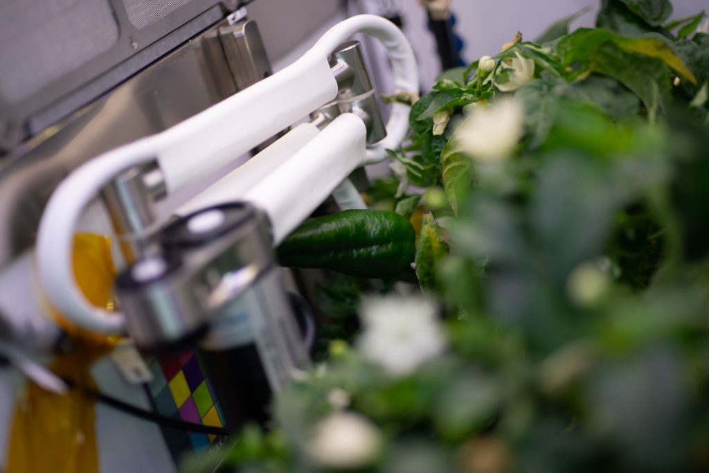 Picture shows chile peppers growing aboard the International Space Station.