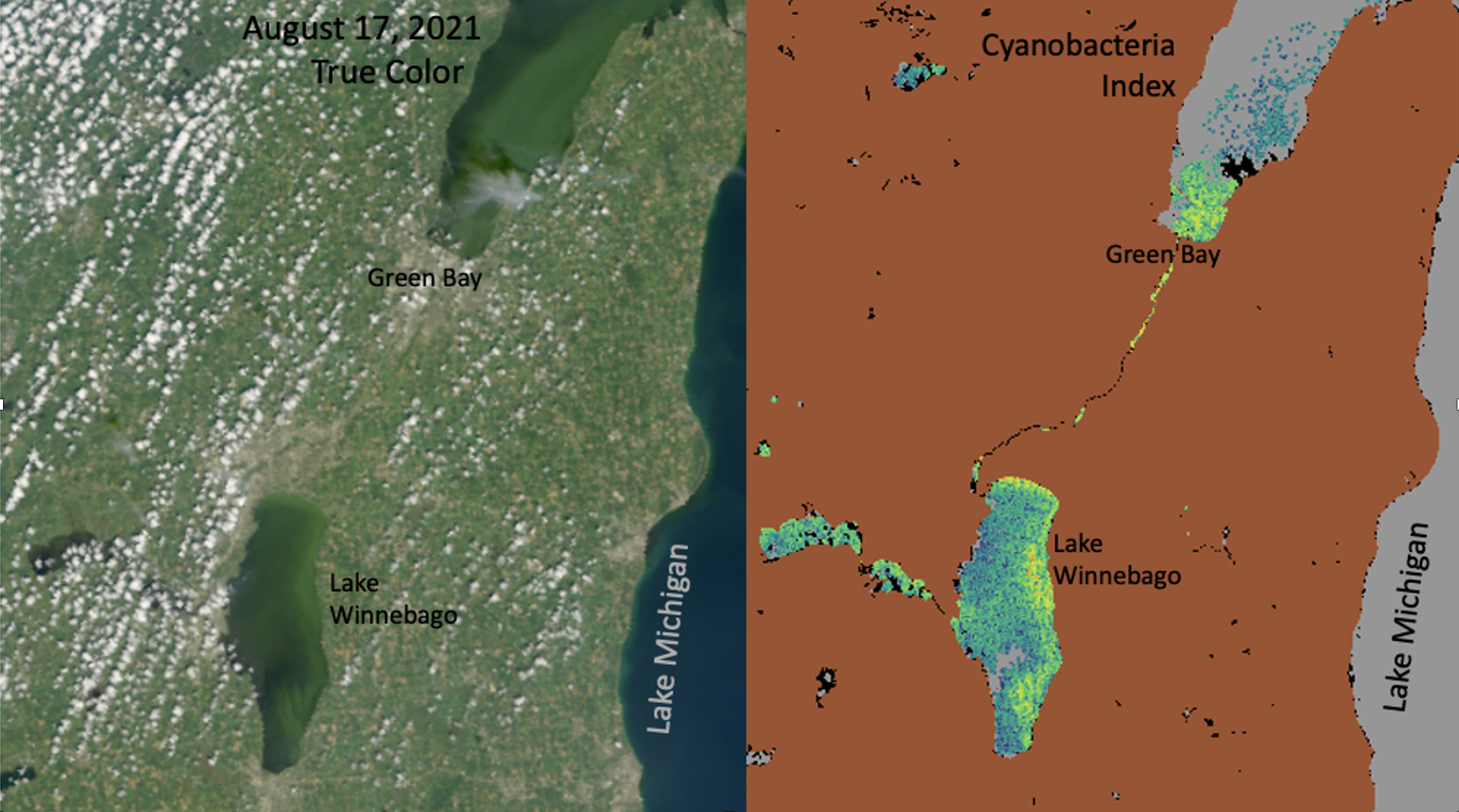 Two images of Wisconsin's Lake Winnebago, with a satellite image on the left and a data index on the right. The lake is shaped a bit like a jalapeño pepper. On the left, it looks like a slightly swirly green space in the midst of green-brown land overshadowed by sprinkles of white clouds. On the right, bright blues, greens, and yellows show the concentration of cyanobacteria in the lake, with yellows along the coastline indicating high concentrations and shades of blue and green near the center showing lower levels. The data background is solid brown. Lake Michigan is visible along the far right edge of both images.