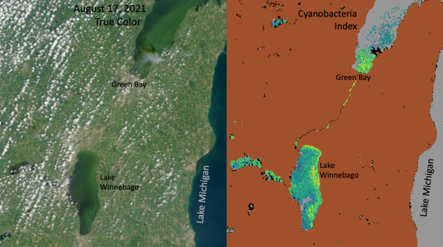 Two images of Wisconsin's Lake Winnebago, with a satellite image on the left and a data index on the right. The lake is shaped a bit like a jalapeño pepper. On the left, it looks like a slightly swirly green space in the midst of green-brown land overshadowed by sprinkles of white clouds. On the right, bright blues, greens, and yellows show the concentration of cyanobacteria in the lake, with yellows along the coastline indicating high concentrations and shades of blue and green near the center showing lower levels. The data background is solid brown. Lake Michigan is visible along the far right edge of both images.