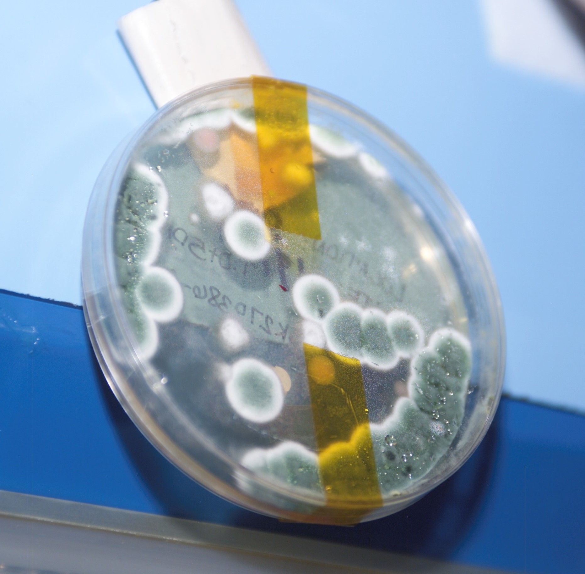 A close-up of fungi growth after a sample collected from the Veggie system aboard the International Space Station was incubated in conditions that promoted its growth.