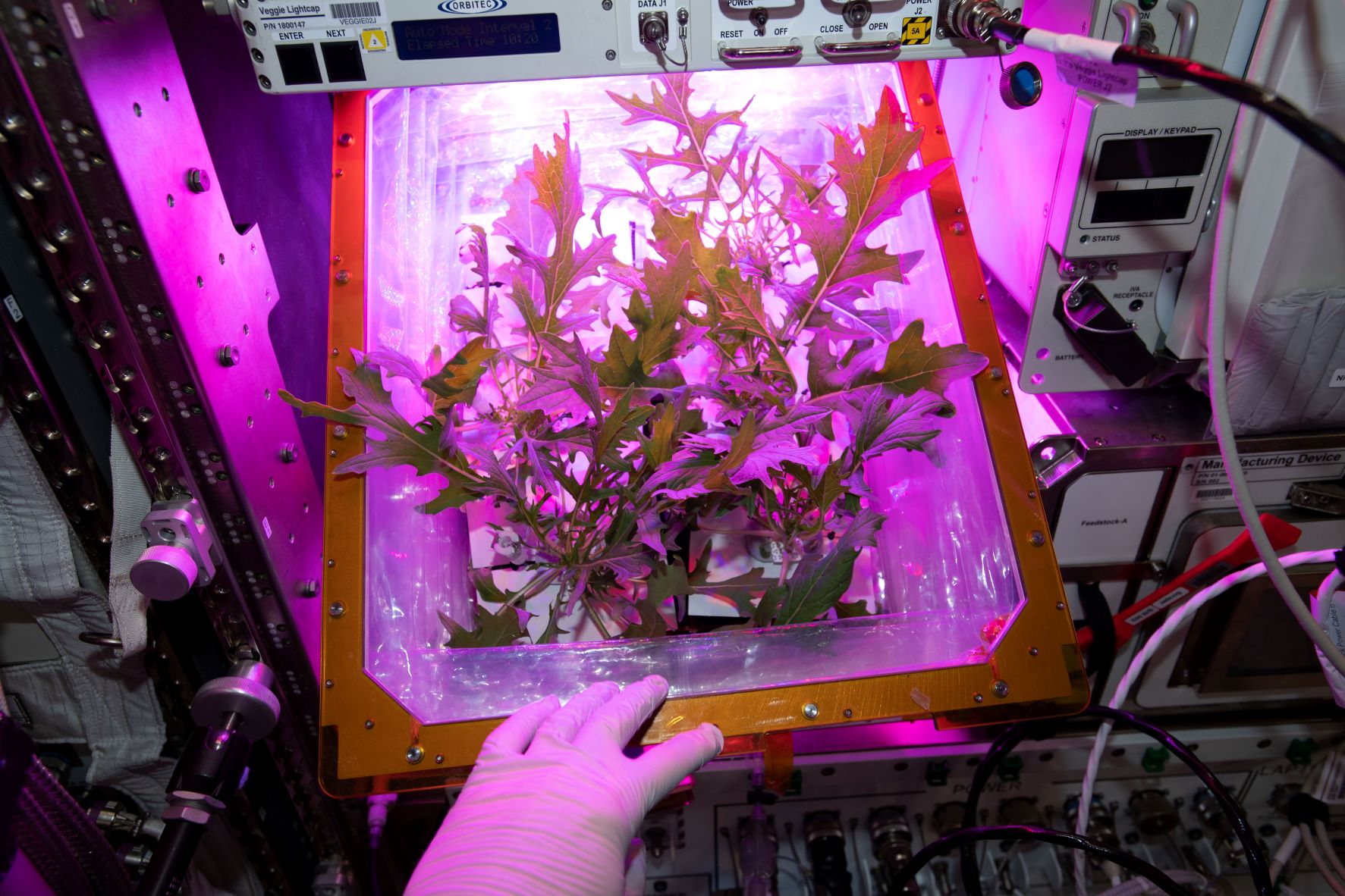 A NASA astronaut aboard the International Space Station checks on the plants in the Vegetable Production System, called Veggie. An ongoing NASA study seeks to examine the types of microbes present on Veggie’s hardware. 