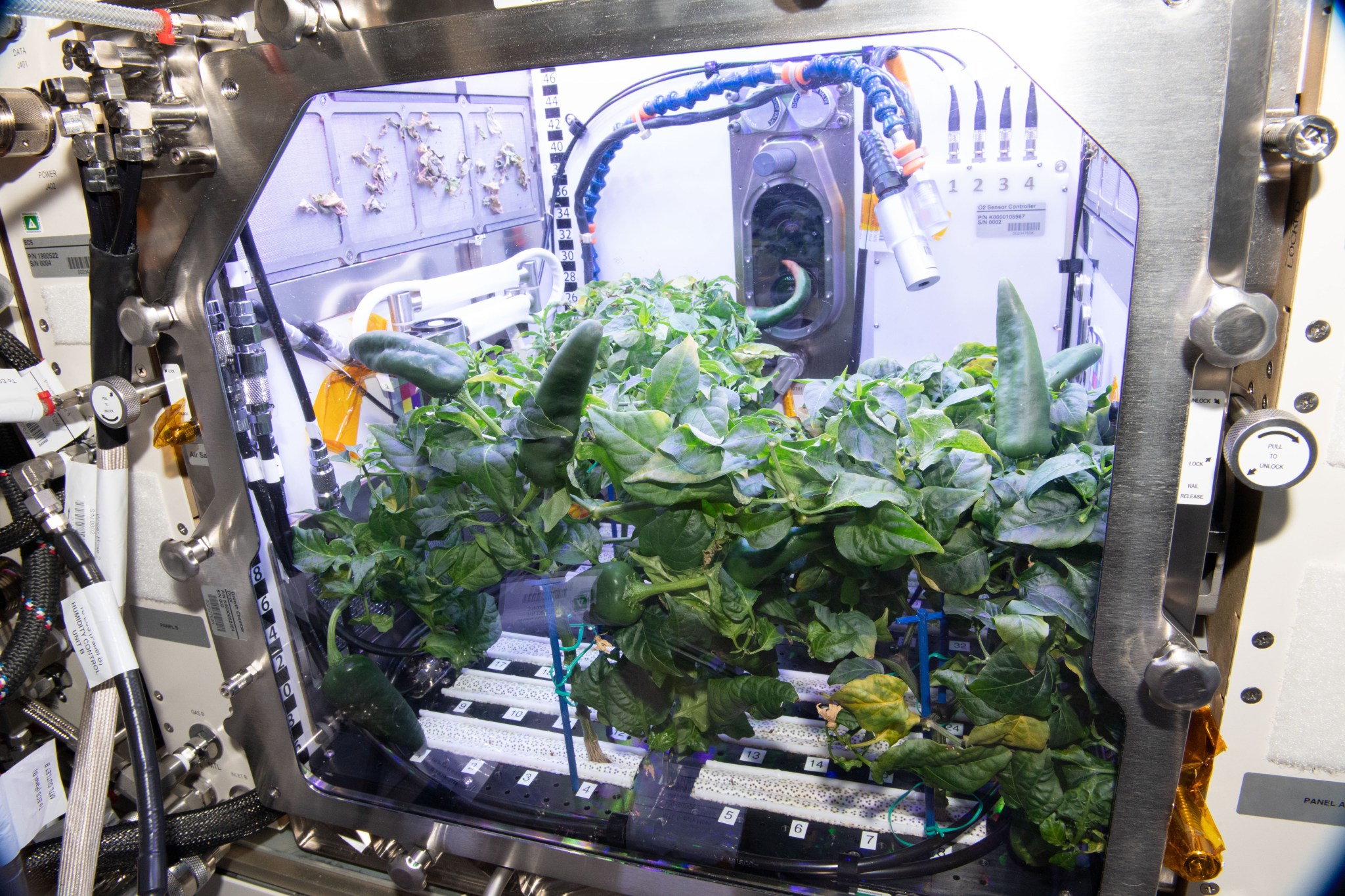 image of plant experiment