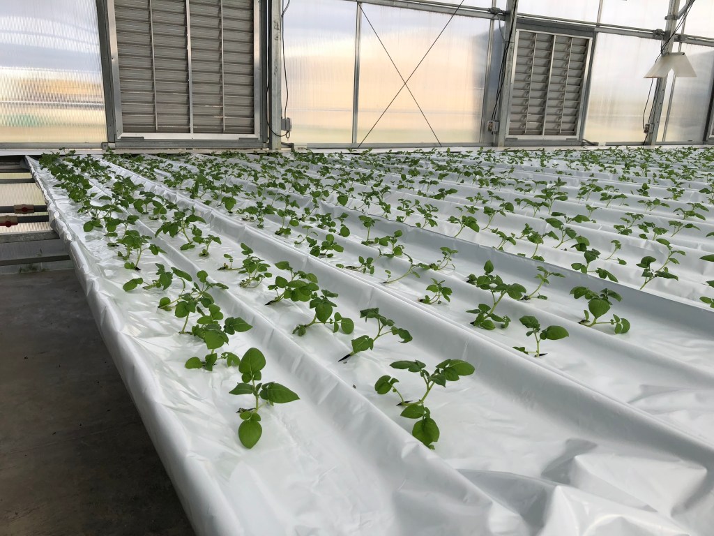 
			NASA Research Launches a New Generation of Indoor Farming - NASA			