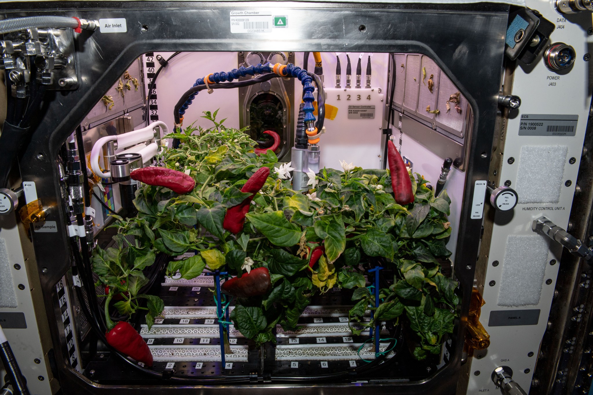 Peppers harvested from the Plant Habitat-04 experiment are set aside for the astronauts to eat. Twelve other peppers harvested from the experiment will return to Earth for analysis.