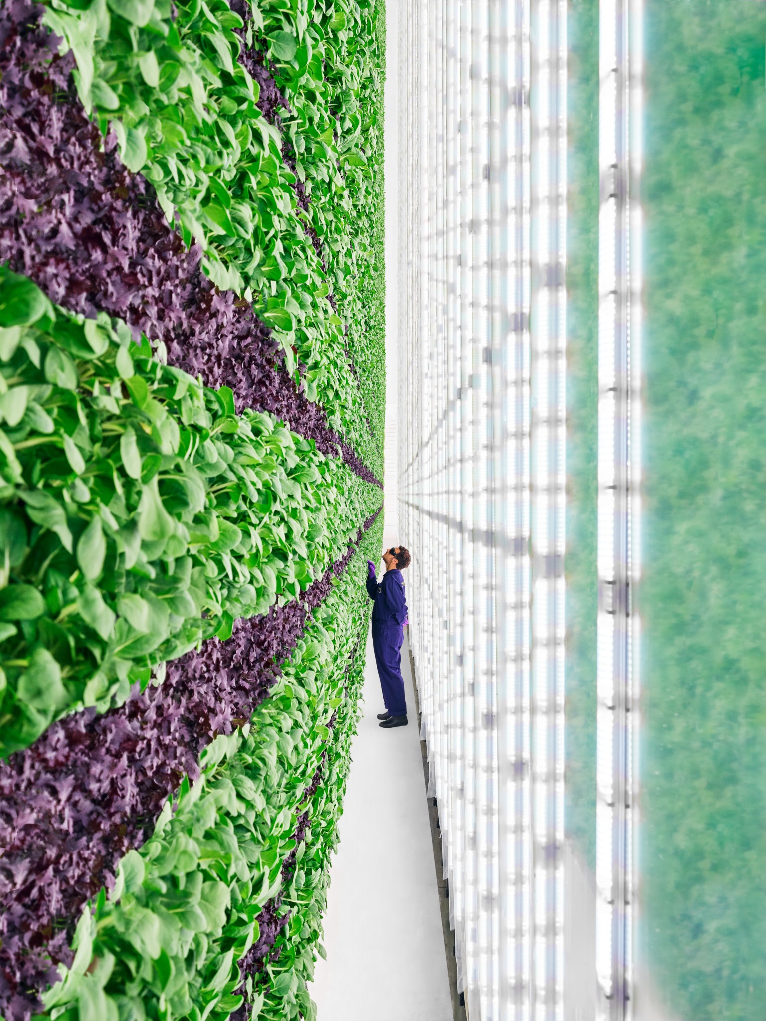 Person looking up at their vertical farming process.