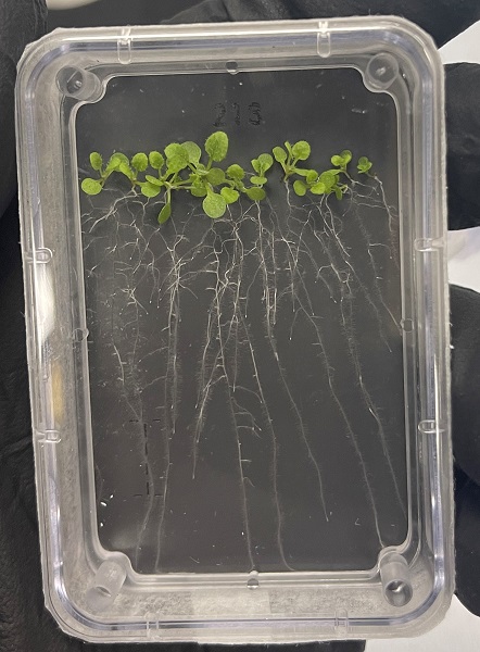 image of plant experiment petri dish