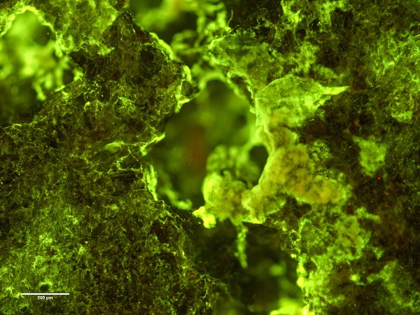 image of microbe cells