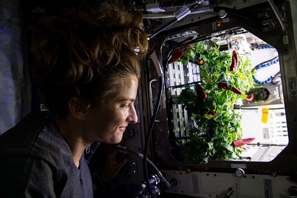 image of an astronaut looking into a plant habitat