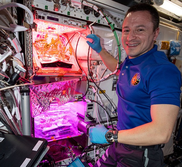 Astronaut on ISS growing plants.