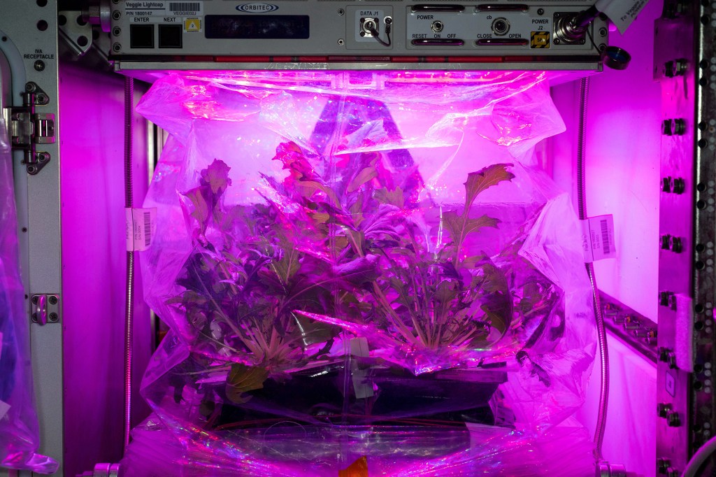 Pink light on plant.