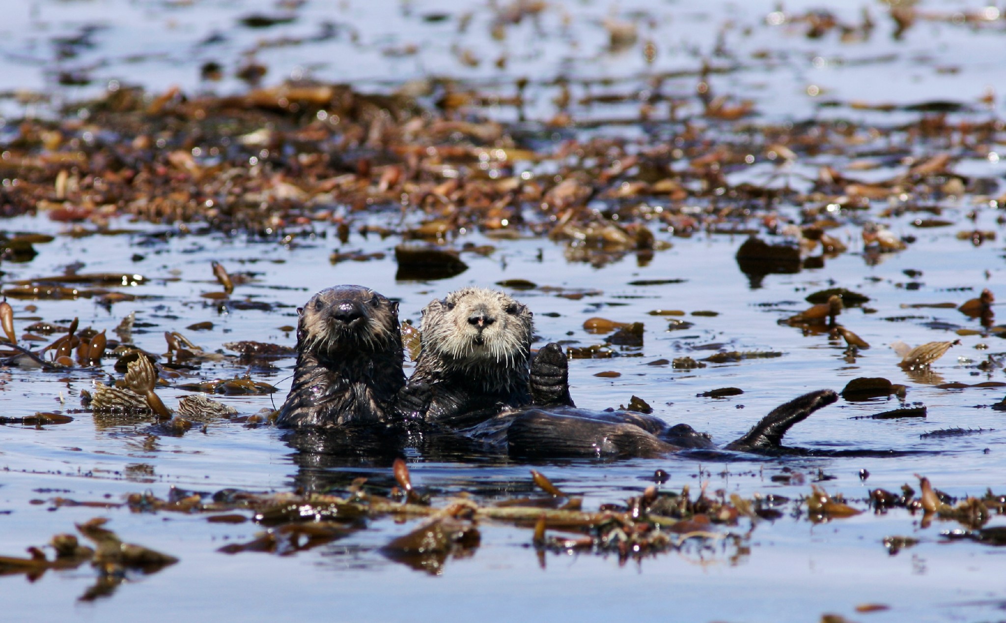 Two sea otters in the water, surrounded by kelp.