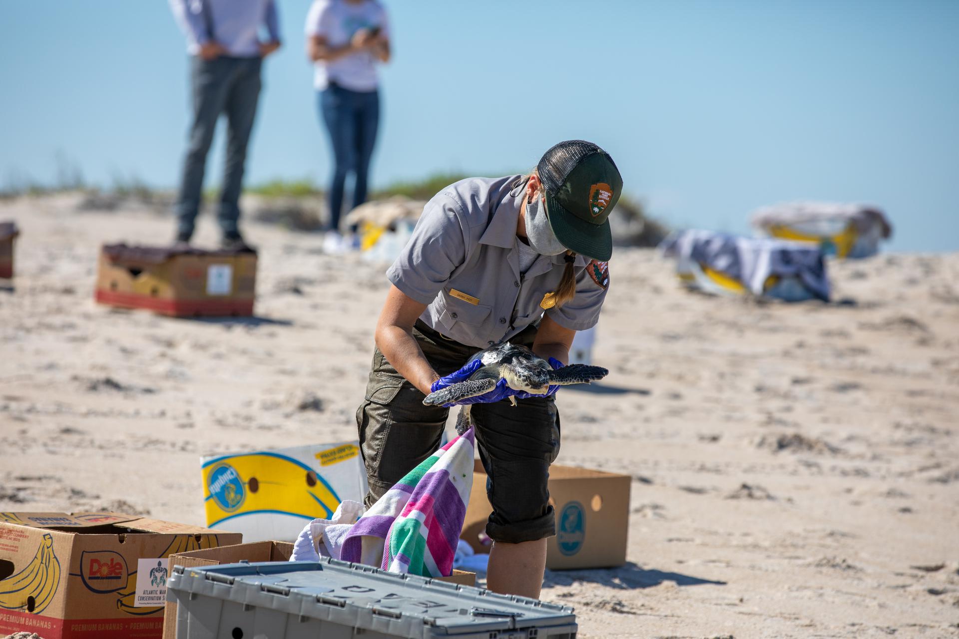 Sea turtle rescue at Kennedy Space Center