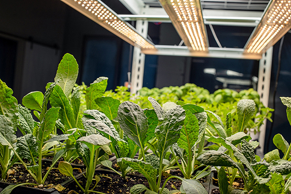 Plants under grow lights.