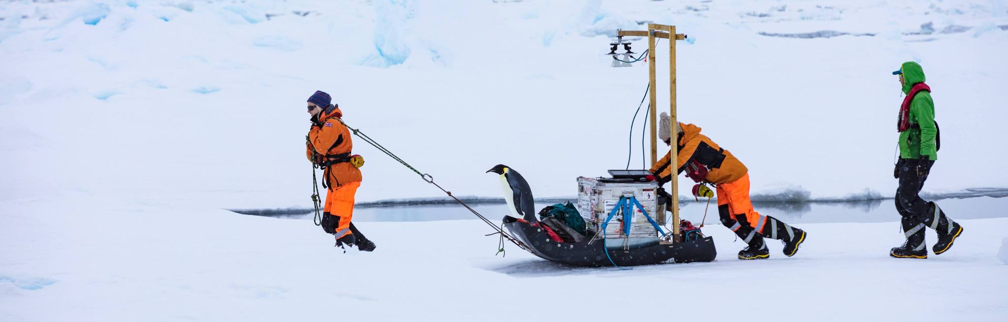 Three people moving a sled across the Antarctica ice. A penguin is sitting on the sled.