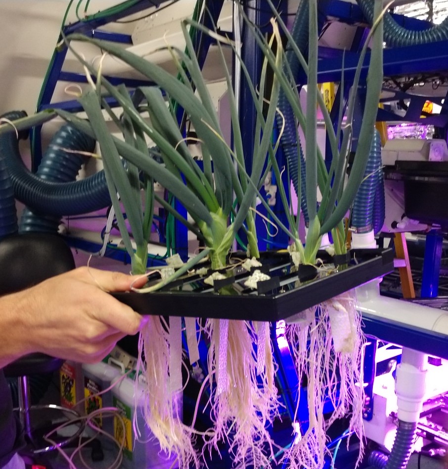 image of plants and roots in an experiment