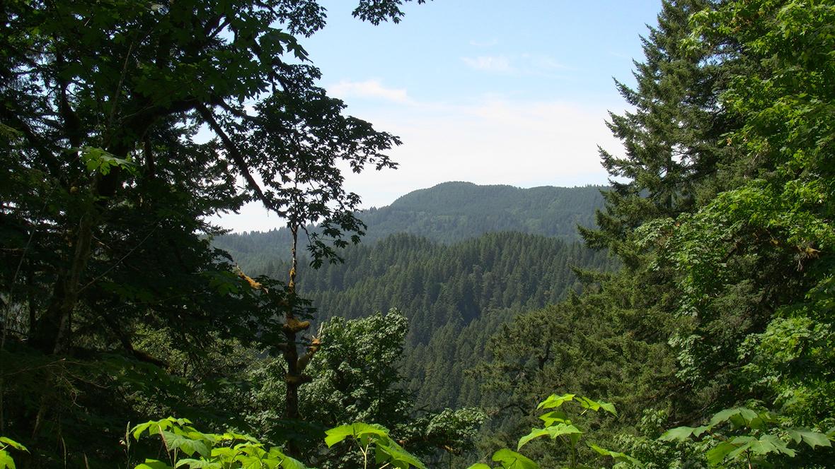 A view of a heavily forested mountain range in the distance, looking through a frame of trees in the foreground, standing at the left and right edges of the image. Brighter green, leafy plants are visible across the bottom edge of the photo.