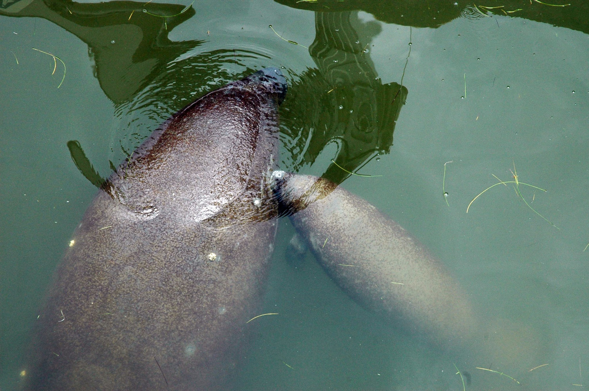 Two manatees frolic in the Banana Creek, adjacent to NASA’s Kennedy Space Center. The Florida manatee feeds on more than 60 varieties of grasses and plants. Kennedy shares a boundary with the Merritt Island National Wildlife Refuge.