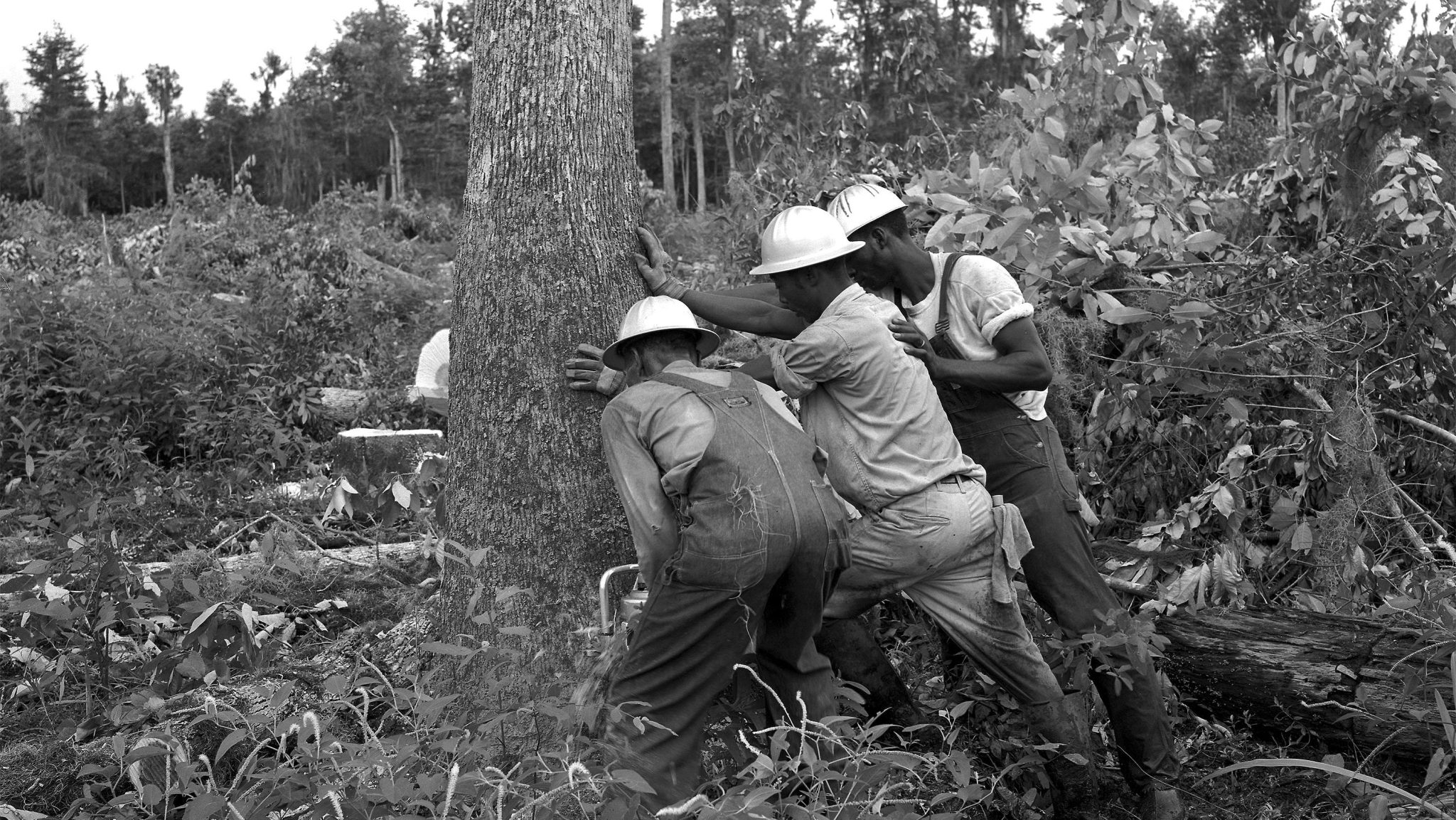 Workmen cut the first tree in 1965 to begin clearing the area that would become NASA Stennis, commemorated today as part of its 65th anniversary.
