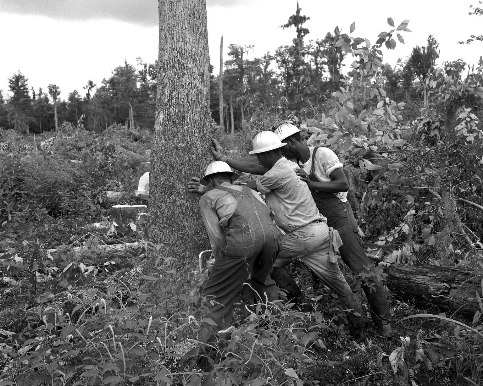 Workmen cut first tree to start clearing the test site area for construction.