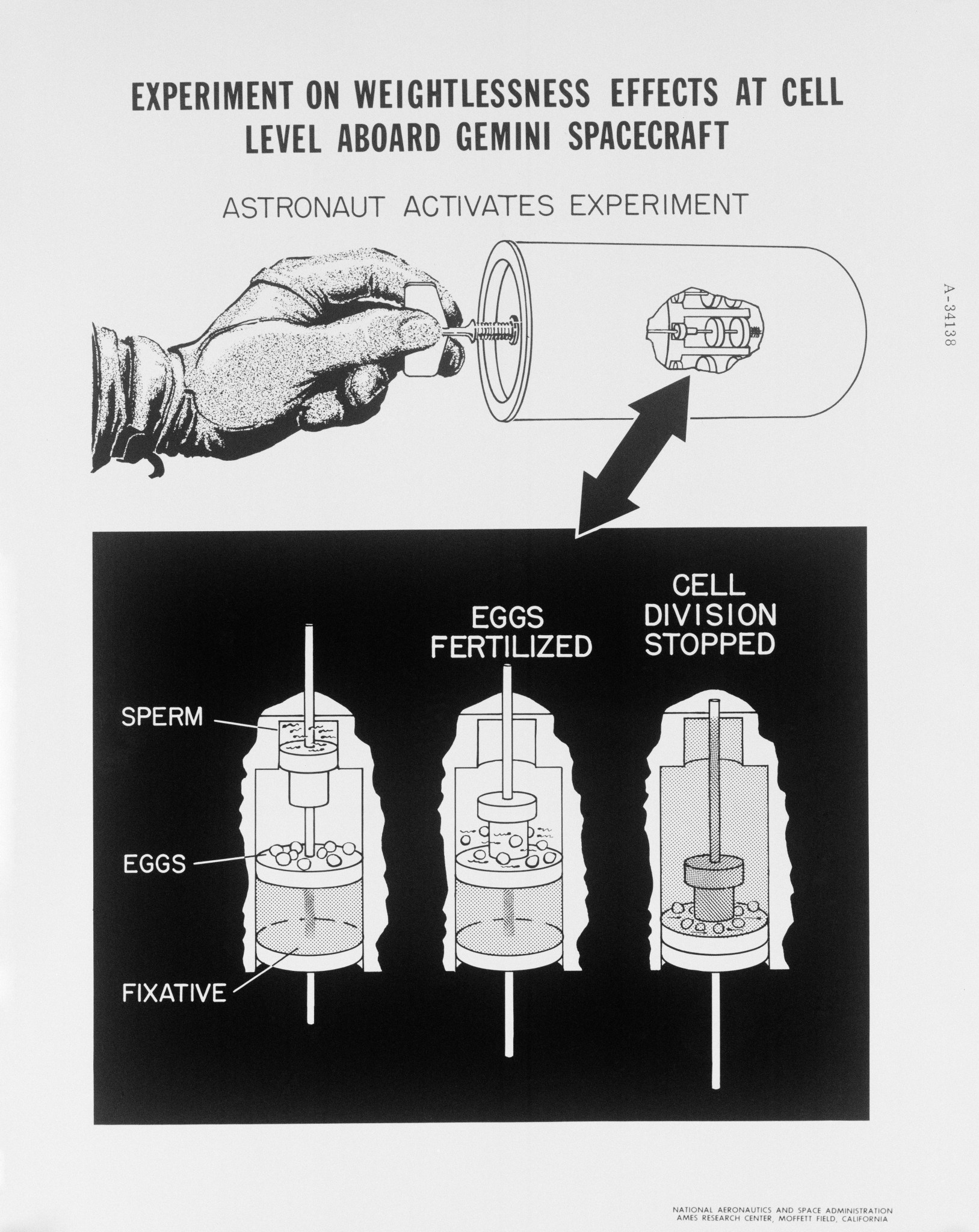 A diagram showing the operation of the Gemini III sea urchin cell division experiment