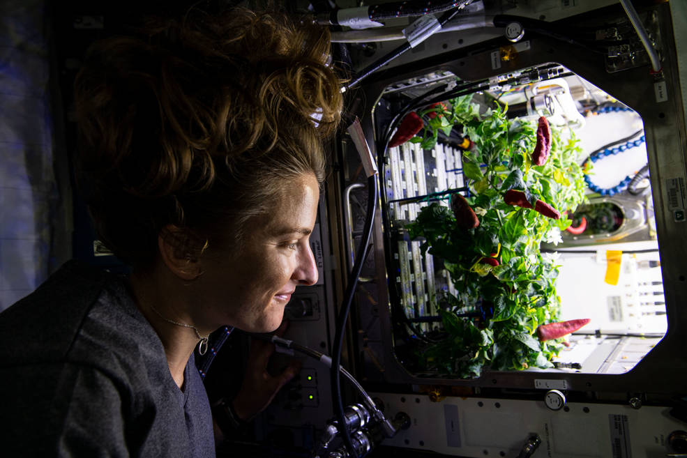 astronaut observing chile peppers growing in a plant habitat