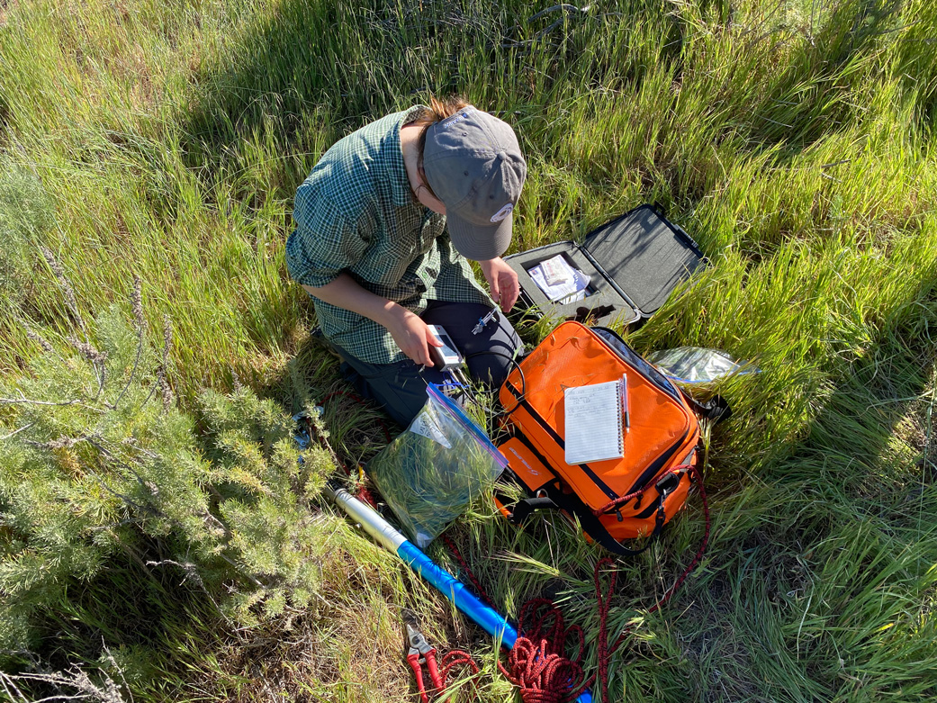 University of California, Santa Barbara student Piper Lovegreen measures chlorophyl content of plants at the Jack and Laura Dangermond Preserve in Santa Barbara County in March.