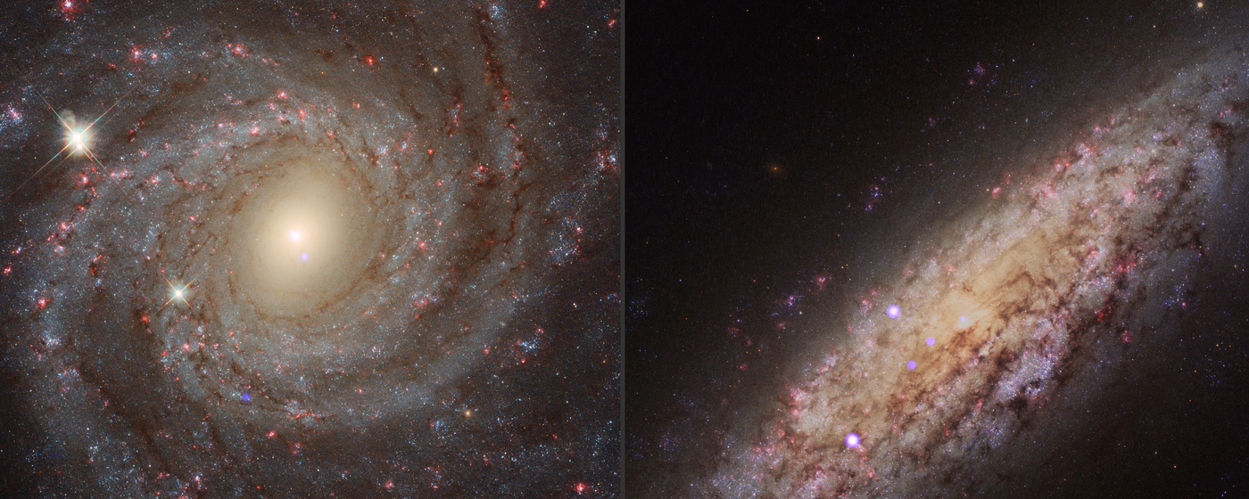 Black Holes Raze Thousands of Stars to Fuel Growth