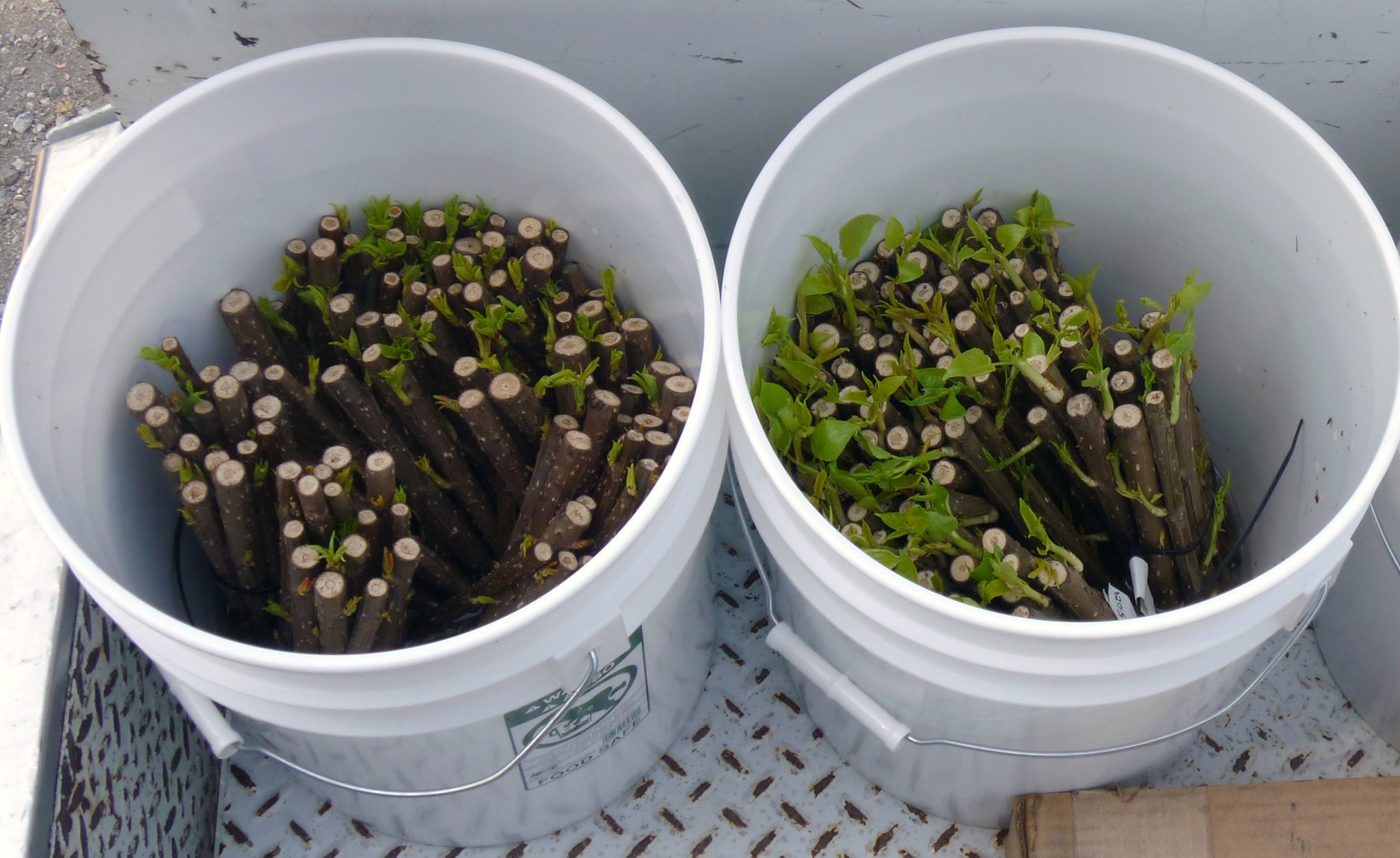 Two buckets filled with poplar cuttings.
