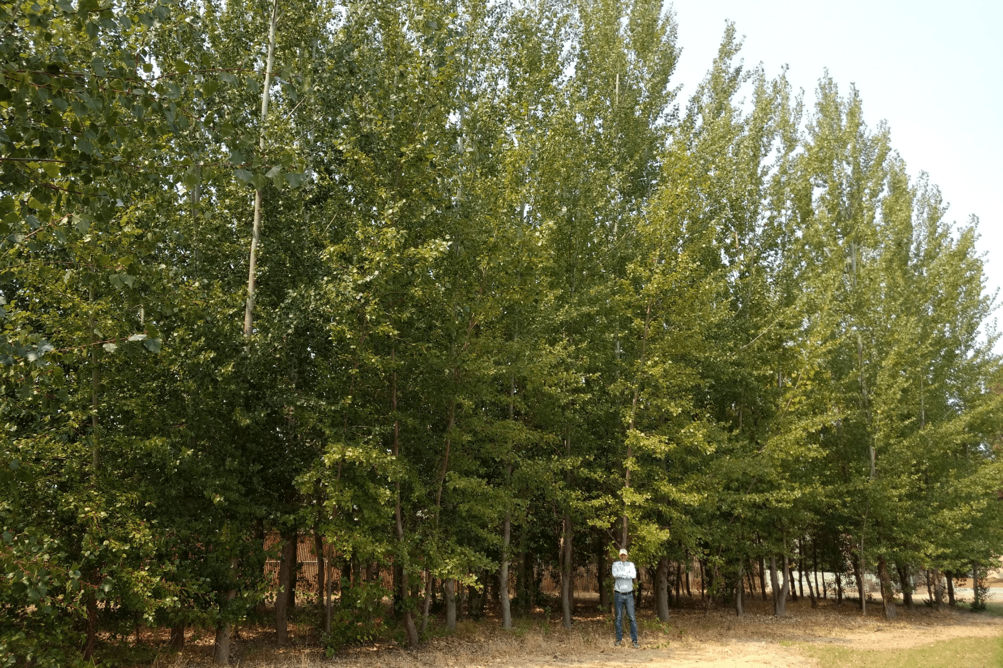 A man stands in front of a grove of tall trees