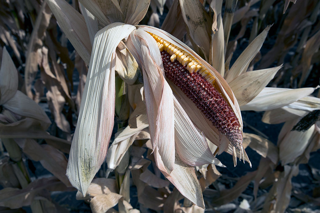 Drought caused this Iowa corn crop to fail in 2012