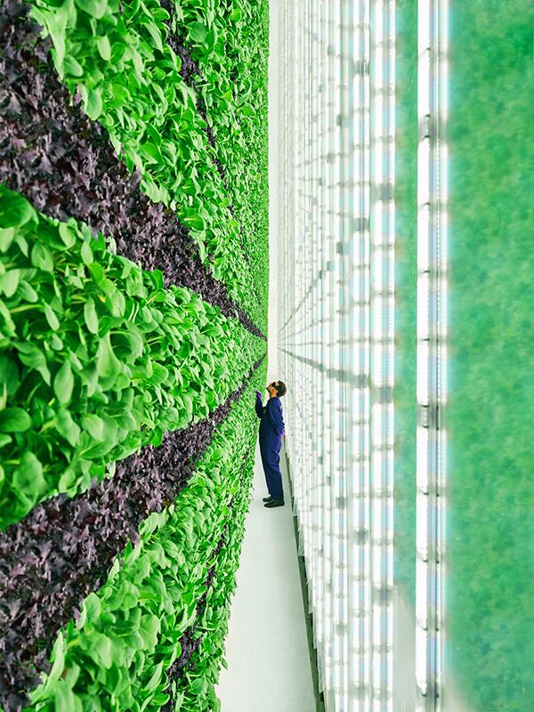 Plenty Unlimited's growing environment mimics the closed-loop environment developed by NASA in the Biomass Production Chamber that demonstrated how to grow plants without sunlight and open air. 