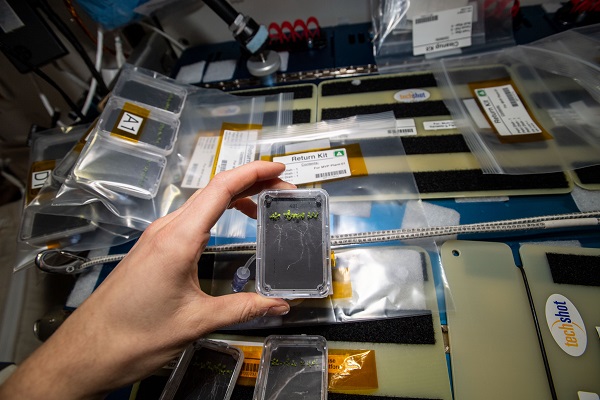 image of small plants being studied for an experiment