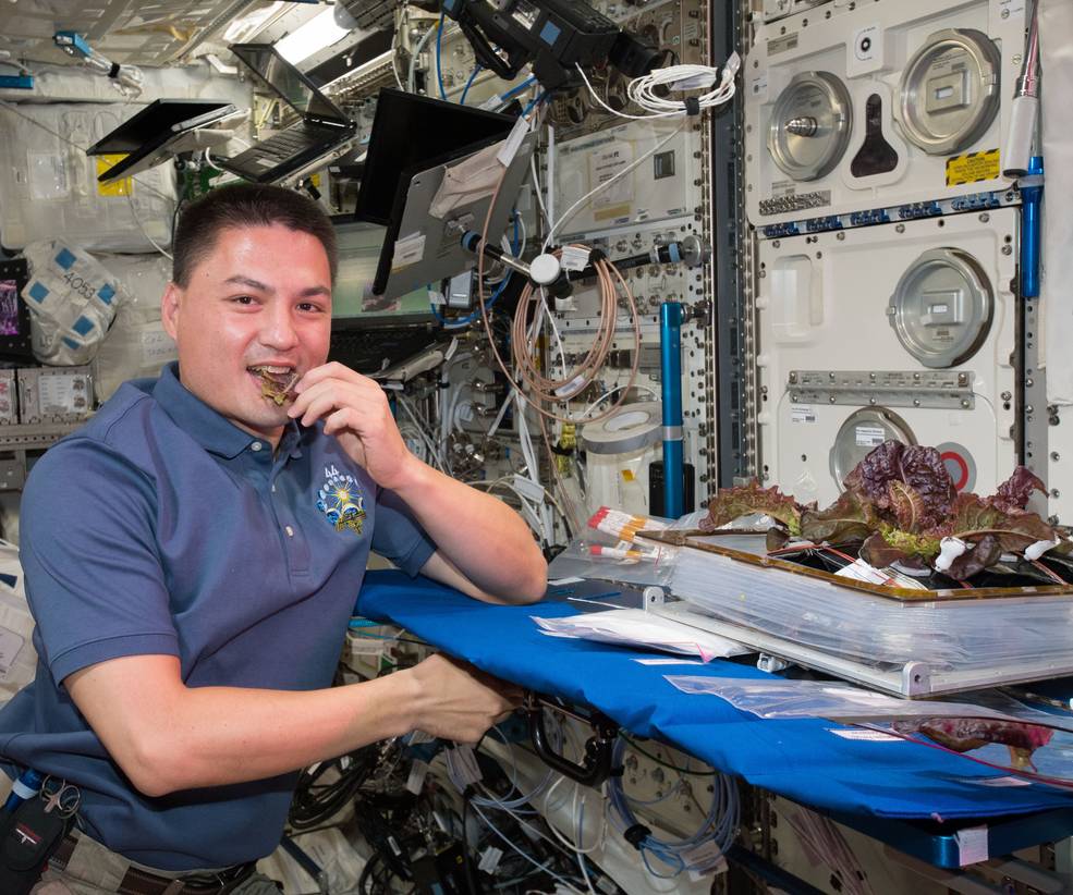 NASA Astronaut Kjell Lindgren takes a bite of plants harvested for the Veggie investigation.