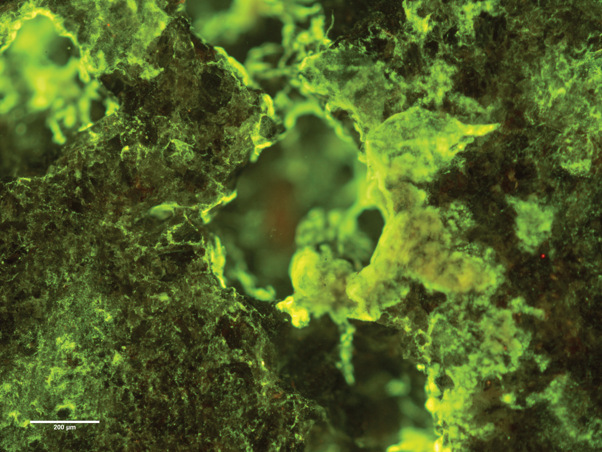 closeup image of cells