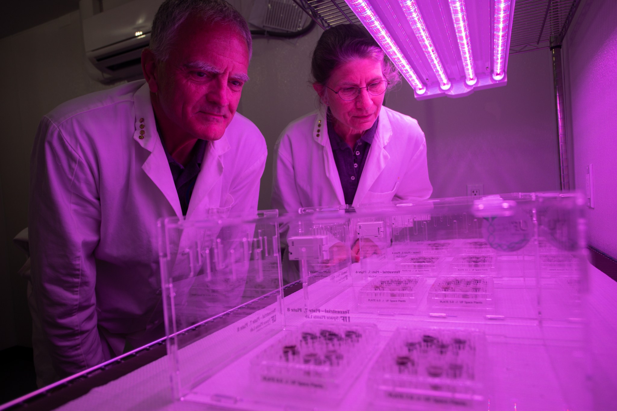Two scientists, wearing white lab coats gaze into several large clear boxes, each containing two smaller boxes of six to seven small dark objects. This image in bathed in pink light.