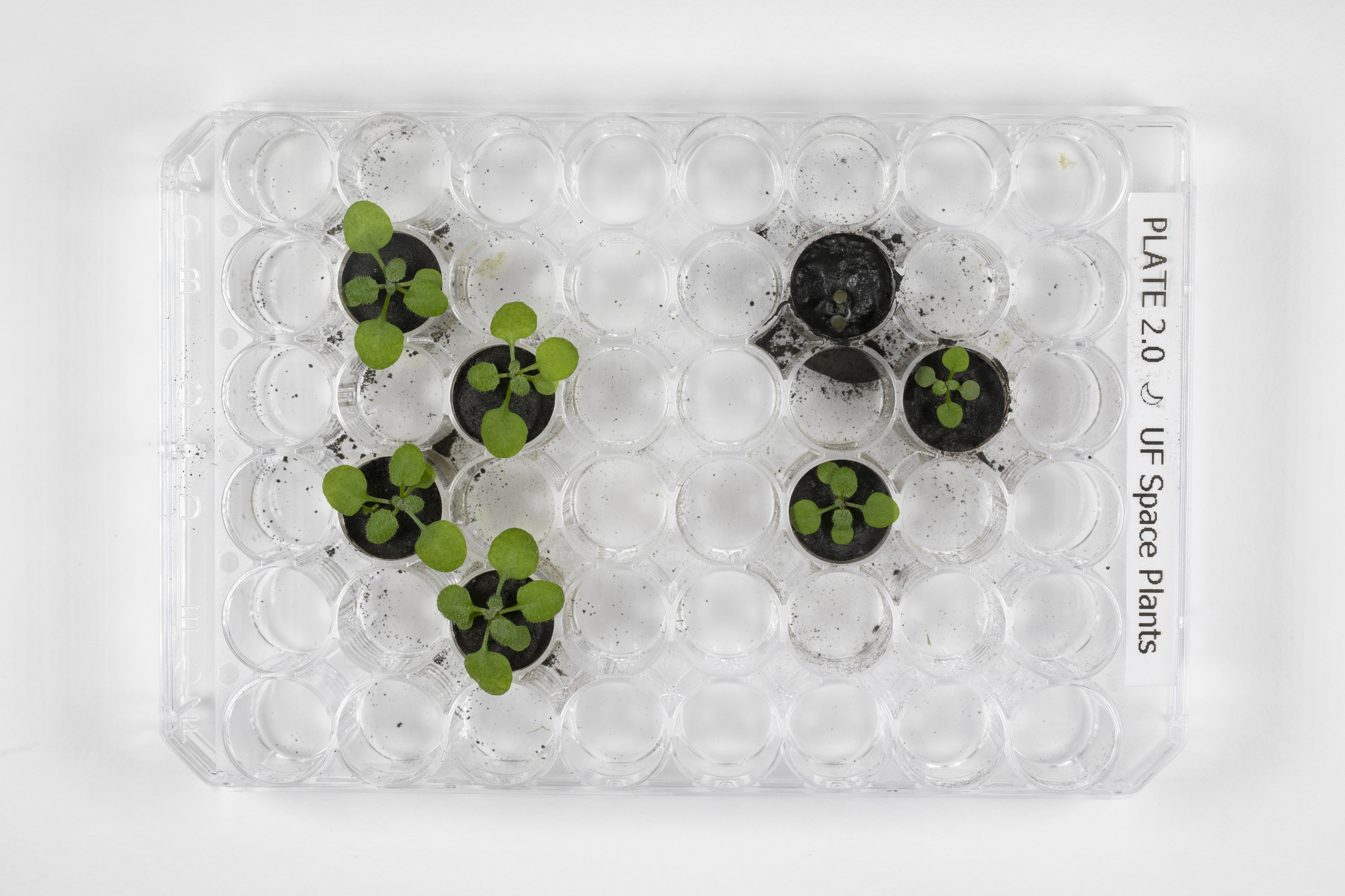 Looking directly down on clear tray of tubes. In the middle-left are four staggered dark circles, each containing a small, green-leafed seedling. In the middle right are three similar dark circles.