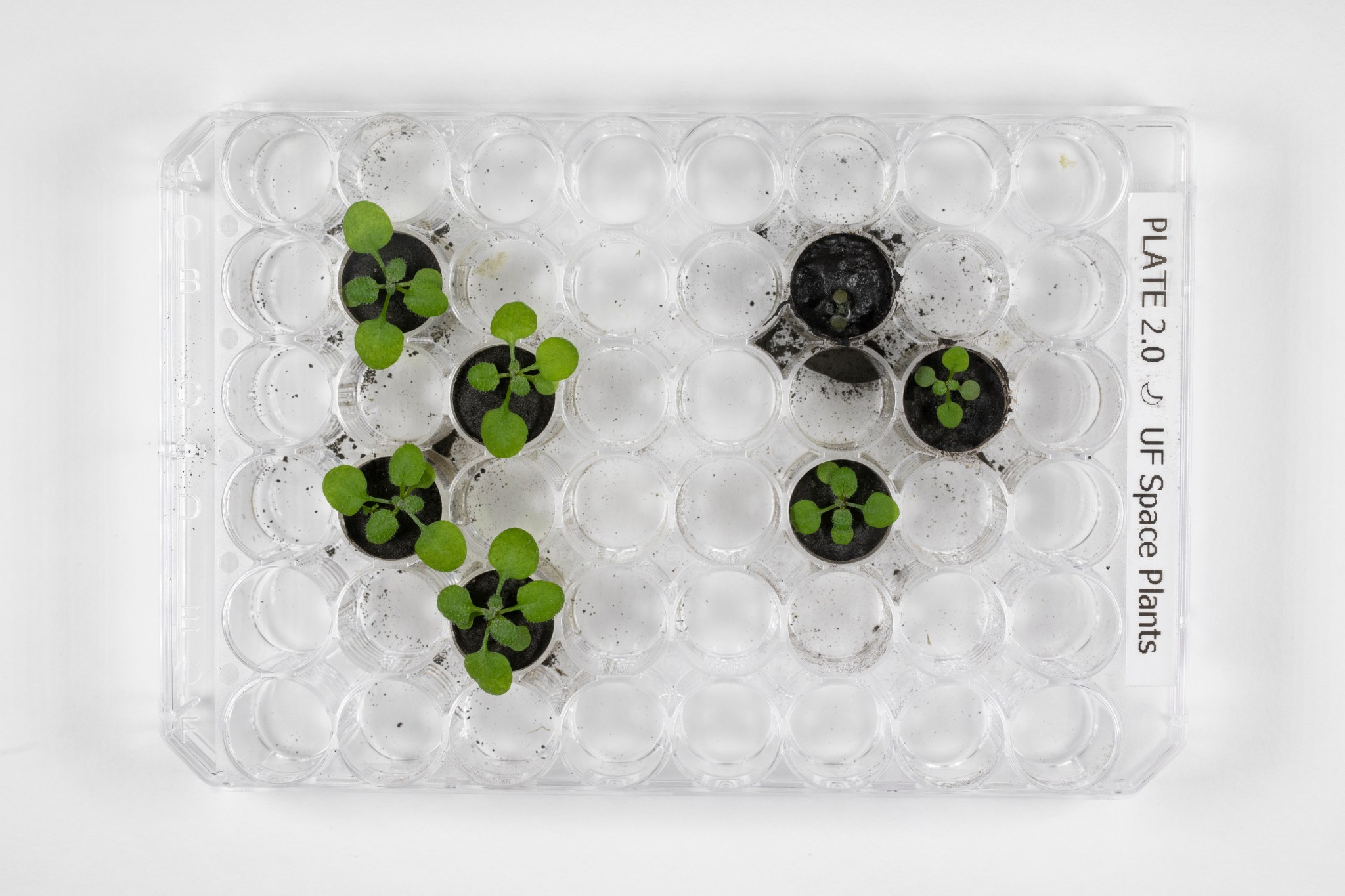 Looking directly down on clear tray of tubes. In the middle-left are four staggered dark circles, each containing a small, green-leafed seedling. In the middle right are three similar dark circles.