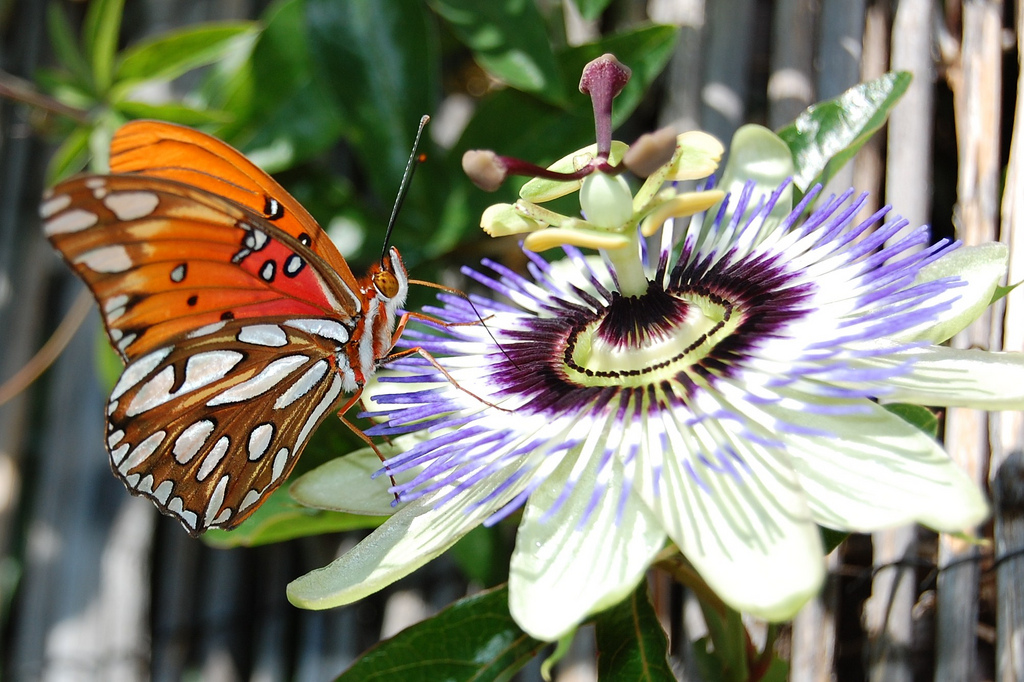 A Gulf fritillary butterfly lands on a passion vine flower in the pollinator habitat at NASA’s Marshall Space Flight Center.