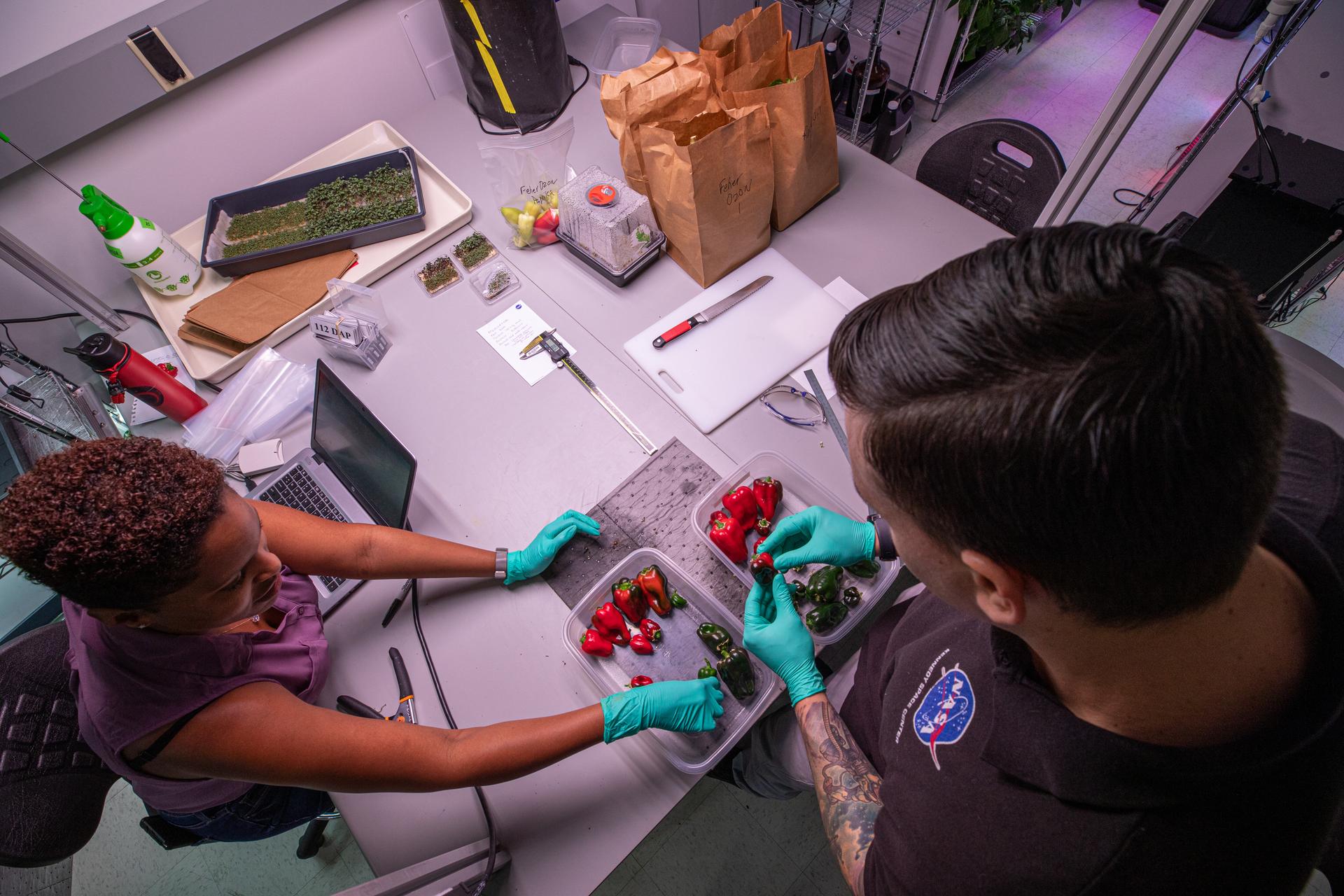 image of scientists processing chiles grown in the space station