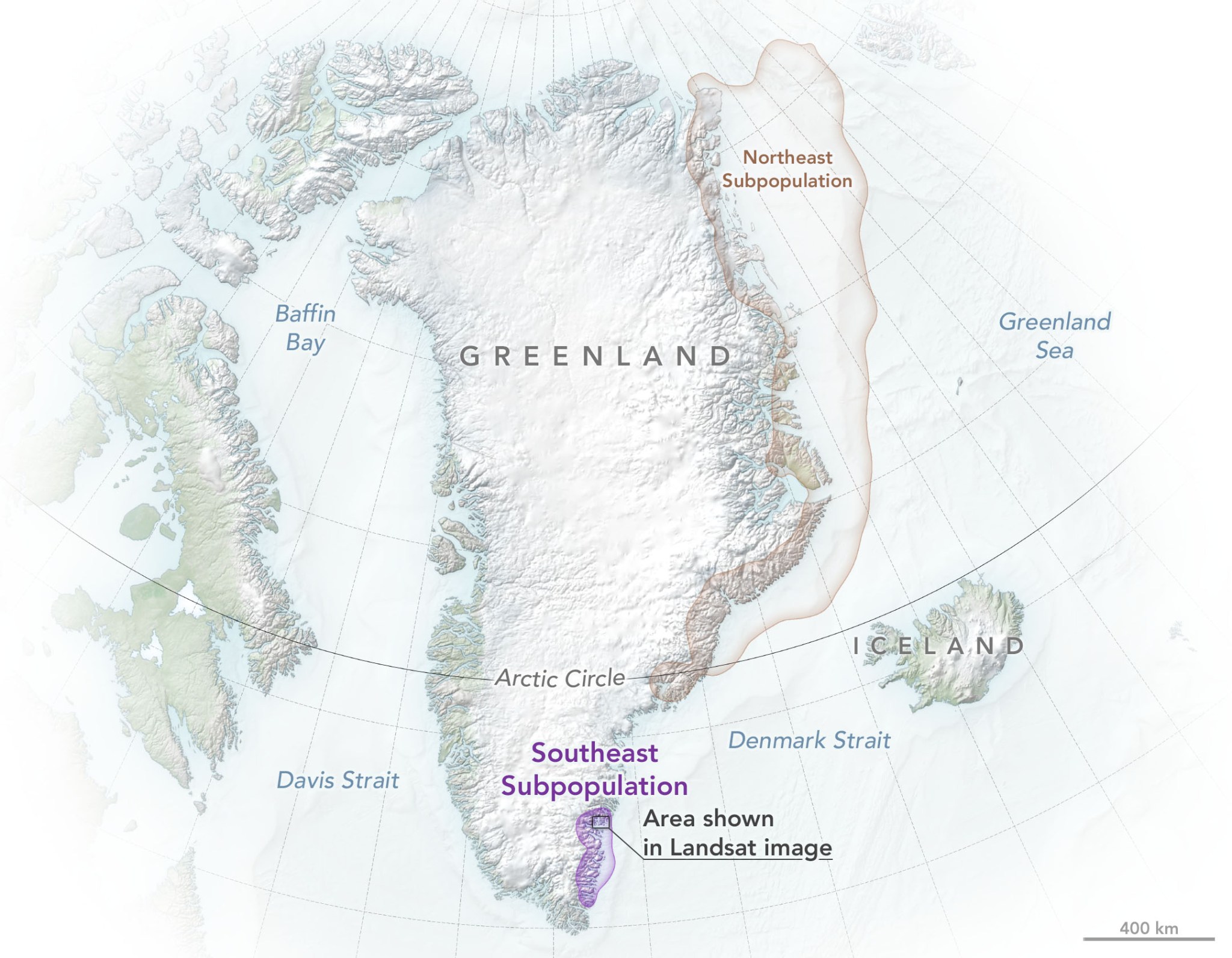 Map of Greenland showing two polar bear populations along the eastern coast. The larger population in the north is active out onto the sea ice. To the southeast a much smaller population is clustered around the coastal glaciers.